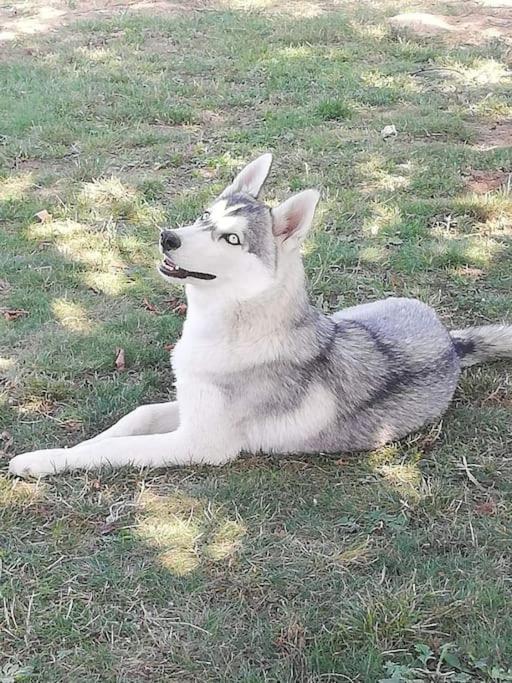 Gite Des Huskys Villa Tonnay-Charente Exterior foto